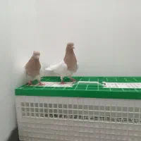 یک جفت کله زرد جوون