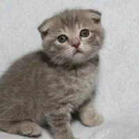 ‌گربه اسکاتیش اسکاتلندی