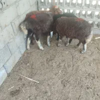 4 راس بره خوراک خور بشرط سالم