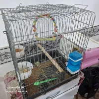 کوتوله برزیلی جفت با قفس کاسکویی کامل