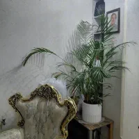 نخل آریکا