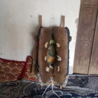 پالون شتر|حیوانات مزرعه|بند زرک, |دیوار
