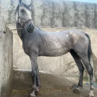 اسب و مادیون|اسب و تجهیزات اسب‌سواری|کاشان, استرک|دیوار