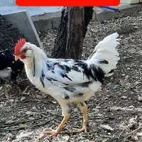 فروش مرغ و خروس گلین|حیوانات مزرعه|یزد, |دیوار