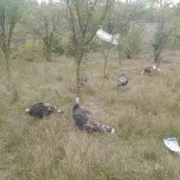 بوقلمون|حیوانات مزرعه|آبش احمد, |دیوار