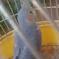 فروش فوری سه عدد نر  عالی جوجه های خودم هستن|پرنده|کاشان, شهرک خاتم الانبیا (مسکن ملی کاشان)|دیوار