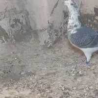 کفتر پلاکی بزک سینه سفید