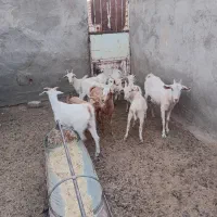 بزغاله  سانن|حیوانات مزرعه|سده (خراسان جنوبی), |دیوار