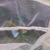 ماهی گوپی و پلاتی|ماهی|دوگنبدان, |دیوار