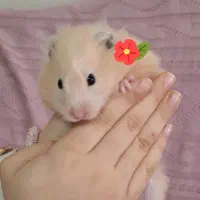 همستر سالم وبازیگوش