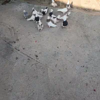 کبوتر طوقی|پرنده|صحنه, |دیوار