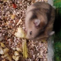 همستر کمپل شکلاتی خاکستری|موش و خرگوش|شاهینشهر, مخابرات (شهید بهشتی)|دیوار