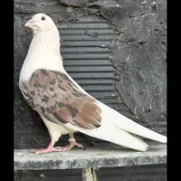 سرور نر یکت چاپی عطلسی عطیقه ماده یکت زرد