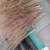 جارو‌فراشی