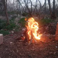 هیزم ،چوب|خدمات باغبانی و درختکاری|شیراز, میرزاکوچک خان|دیوار