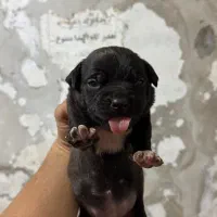 پیتبول امریکن بولی|سگ|بندر انزلی, پیل علی باغ|دیوار