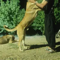 واگذاری سگ پژدر