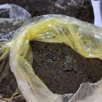 برگ سیر محلی  سرخ شده. سبزی  آشی  .سبزی سرخ کردنی