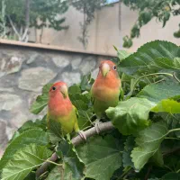 طوطی برزیلی