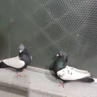 کفتر سینه سیاه