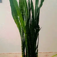 سانسوریا سبز ۴۰۰