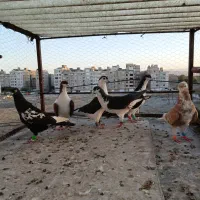 کفتربوم ساده