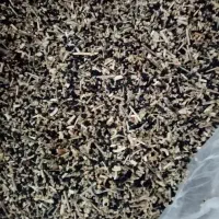 بذر سبزی تره