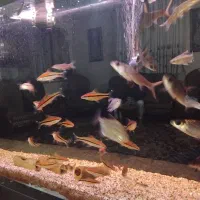 ماهی زینتی|ماهی|ری, دولتآباد|دیوار