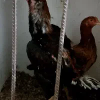 چوار کلشیر لاری