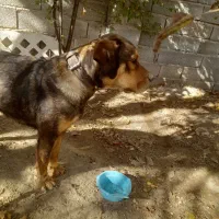 سگ ماده روتوایلر