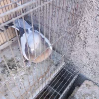 کبوتر نر پر|پرنده|سامان, |دیوار