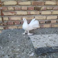 کفتر دم چتری|پرنده|هریس, |دیوار