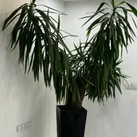 یوکای بسیار بزرگ و زیبا|گل و گیاه طبیعی|اصفهان, مرداویج|دیوار