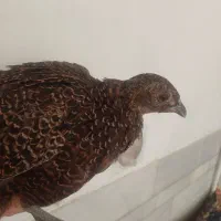 فروش 2عدد پرنده زینتی جوان پاکستانی یک ماده ،یک نر|حیوانات مزرعه|سیرجان, |دیوار