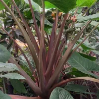 گل وگیاه|گل و گیاه طبیعی|رودسر, |دیوار