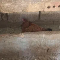 مرغ لاری تخم گذار