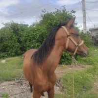 فروش یا معاوضه با موتور سیکلت