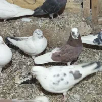 کبوتربلندپرواز|پرنده|هریس, |دیوار