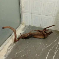 سرگرمی و فراقت|ماهی|شاهینشهر, گرگاب|دیوار