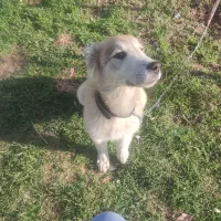 سلام . توله سرابی نر ۶۵روز|سگ|خاوران, |دیوار