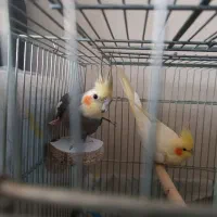 عروس هلندی|پرنده|شاهین‌شهر, مسکن مهر|دیوار