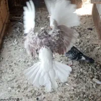 کفتر صید|پرنده|مشهد, شهید قربانی|دیوار