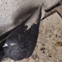 سیاه دم سفید کاکل میخ یک جفت مطلق تخت دم سفید|پرنده|نجفآباد, فاز ۴ شهرک آزادگان|دیوار