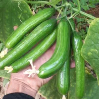 فروش گلخانه