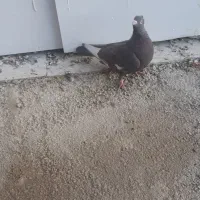 بهبهانی، شهری.|پرنده|شیراز, ماه فیروزان|دیوار