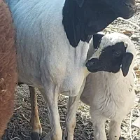 فروش میش سومال اصل با بره