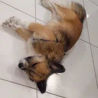 سگ گمشده|حیوانات|مشهد, چاهشک|دیوار