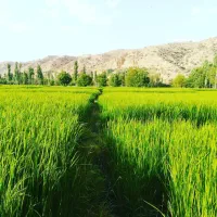 زمین ابی|فروش زمین و ملک کلنگی|شیراز, زرهی|دیوار