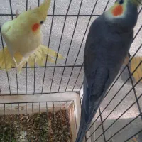 جفت مولد عروس هلندی