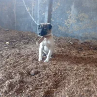 توله افغان|سگ|خان ببین, |دیوار